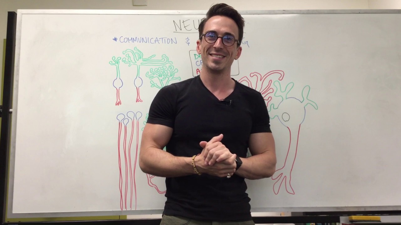 Neurons Youtube