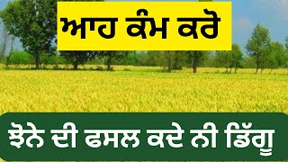 ਆਹ ਕੰਮ ਕਰੋ ਝੋਨੇ ਦੀ ਫਸਲ ਕਦੇ ਵੀ ਨੀ ਡਿਗੂਗੀ ॥ paddy crop