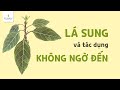 Lá sung và những tác dụng không ngờ đến