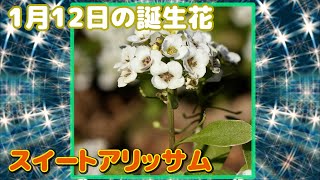 1月12日の誕生花 スイートアリッサム どんな花？あなたに送る花言葉は?