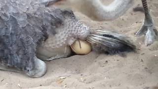 ostrich laying egg