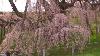 桜のある風景 001 福島県三春町「滝桜」