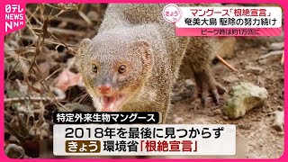 【奄美大島のマングース】「根絶宣言」  約半世紀にわたり問題に