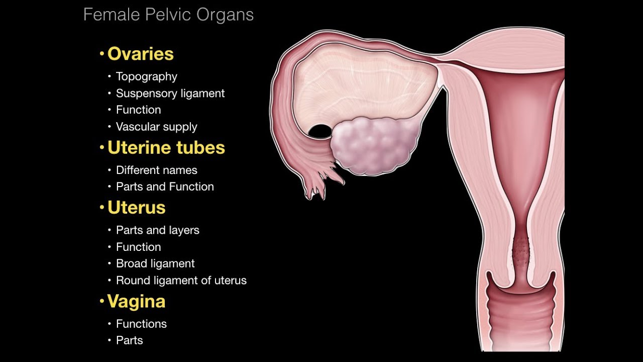 01.Female Repro System. Pelvic Organs - YouTube