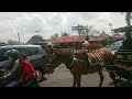 Naik Andong di MALIOBORO YOGYAKARTA