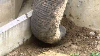 神戸市立王子動物園・アジアゾウのズゼとマック(Boy)