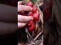 harvesting cardamom fruit in the forest harvesting countryside enjoying fruit shortvideo