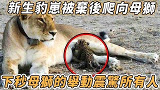 新生喪母小豹子主動靠近母獅，下秒獅子的舉動震驚所有人...