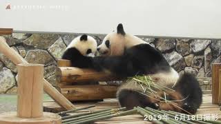 お母さんのそばが一番安心♪～Giant panda ‘’Saihin’’ relaxes near mother～