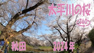 秋田　太平川の桜　2024年　360度動画　旅  360-degree  Virtual excursion in the countryside of Japan