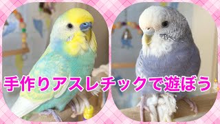 手作りアスレチックで遊ぶよ☆ 【セキセイインコ】パステルレインボー　バイオレットモーブ　Budgie