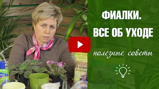 Фиалка в домашних условиях 🌼 Правила выращивания и ухода  🌼 Фиалки ликбез с Хитсад