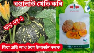 ৰঙা লাউ খেতি কৰাৰ পদ্ধতি // process of pumpkin cultivation.