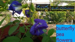 Butterfly pea flowers plant అందమైన ముద్ద శంకు పువ్వులు