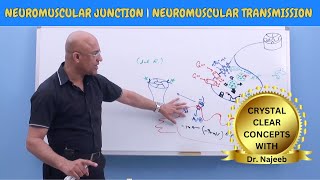 Neuromuscular Junction | Neuromuscular Transmission | Neuroanatomy🧠