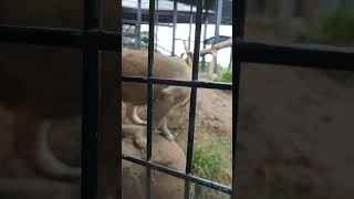 聖月🕯㊴ホワイトライオン・白獅子・リズムちゃん★White_Lion・・・沖縄こどもの国・Okinawa Zoo \u0026 Museum(20211201)