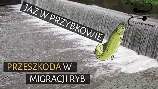 Pstrągi próbujące przeskoczyć Jaz Przybków na rzece Kaczawa