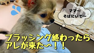 初めて犬（チワワ）を飼ったママから離れられなくなった犬がこんな感じです❤️