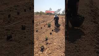 บรรยากาศดีมาก ลมแรง #เกษตรผสมผสาน #farming #เกษตรพอเพียง #nature #gardening