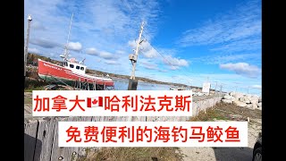 加拿大哈利法克斯，公园海钓马鲛鱼