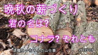 晩秋の薪づくり　この木は何?  コナラと思って伐ったらどうも違うような