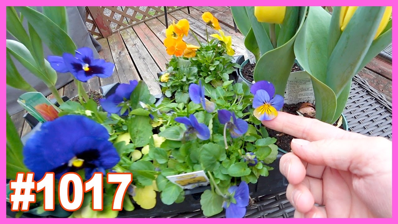 Spring Flowers Youtube