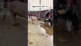 Aggressive bull 🐂 out of control 💯😂 Bari mushkil man fas gea #shorts #youtubeshorts #funnyshorts