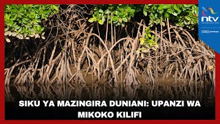 Siku ya mazingira duniani: Upanzi wa mikoko Kilifi