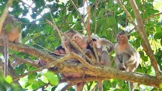 What happen baby of Gladis monkey with Nanda monkey...?