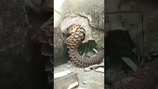 Savage Pangolin Rips The Wall Apart with its Sharp Claws