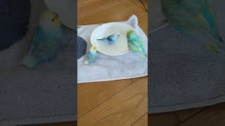 #セキセイインコ #みーちゃん #インコ