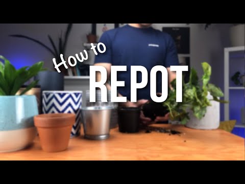 How do you replace plants?