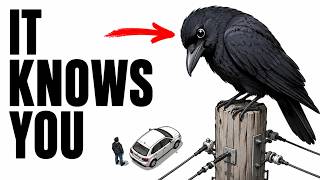 The Hidden Life of Crows — What They Are Actually Doing When You Think They Are Just Watching