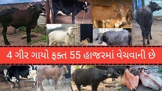 એકદમ સસ્તા ભાવે 15 જેટલા પશુ વેચવાના છે ગીર , જરશી ક્રોસ, ભેંસો,પાડો, ઓડકીઓ વેચવાની છે