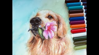 Watercolorpencil and water brush Demo(Golden Retriever)/수채화 색연필로 골든 리트리버/물붓과 수채화 색연필 간단한 팁