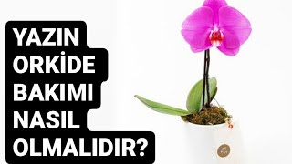 YAZIN ORKİDE BAKIMI VE DİKKAT EDİLMESİ GEREKEN PÜF NOKTALAR