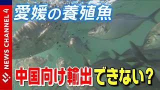 愛媛の養殖魚　中国向け輸出できない？＜NEWS CH.4＞