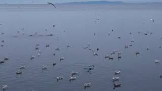 Bruh.... look at all those seagulls