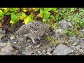 秋の蝶ヶ岳の雷鳥の若鳥２