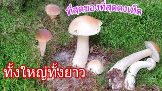 ยังจำได้ไหมใหญ่ๆยาวๆหายไปไหน🤣ดูคริปเก่าไปก่อนนะคะ28/09/21