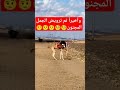 وأخيراً تم ترويض الجمل المجنون shorts camelviralvideo