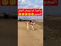 وأخيراً تم ترويض الجمل المجنون shorts camelviralvideo