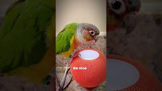 Conure sound - Cute conure parrot talking