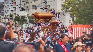 令和5年　和泉市　信太・幸地区　後宴　午後曳行　各町だんじり　昼一八坂1発目のやりまわしなど。