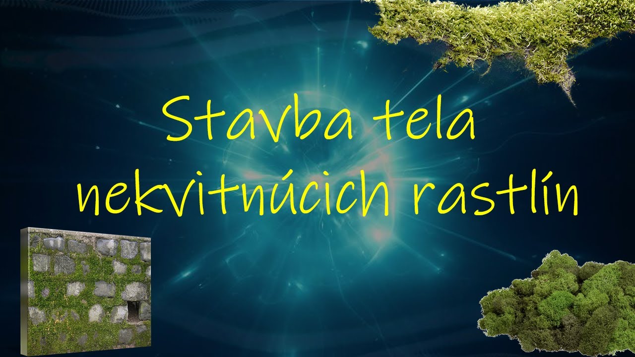 Biológia 6. Ročník _ Stavba Tela Nekvitnúcich Rastlín (machy, Paprade ...