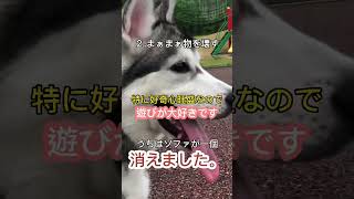 ハスキーを飼って大変な３つのこと　#大型犬のいる生活 #シベリアンハスキー #犬のトレーニング