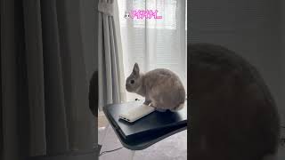 飼い主のPCの上で飼い主を探すうさぎ#うさぎ #bunny #pc