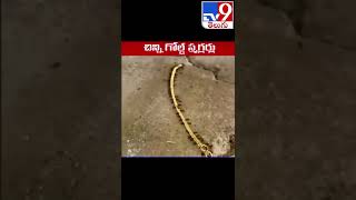 ఇవి చీమలు కాదు.. గోల్డ్ స్మగ్లర్లు! - TV9