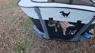 Portable Foldable Dog Playpen with Zipper Top - Setup/Review