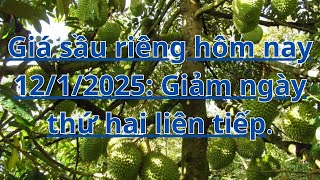 Giá sầu riêng hôm nay 12/1/2025: Giảm ngày thứ hai liên tiếp.